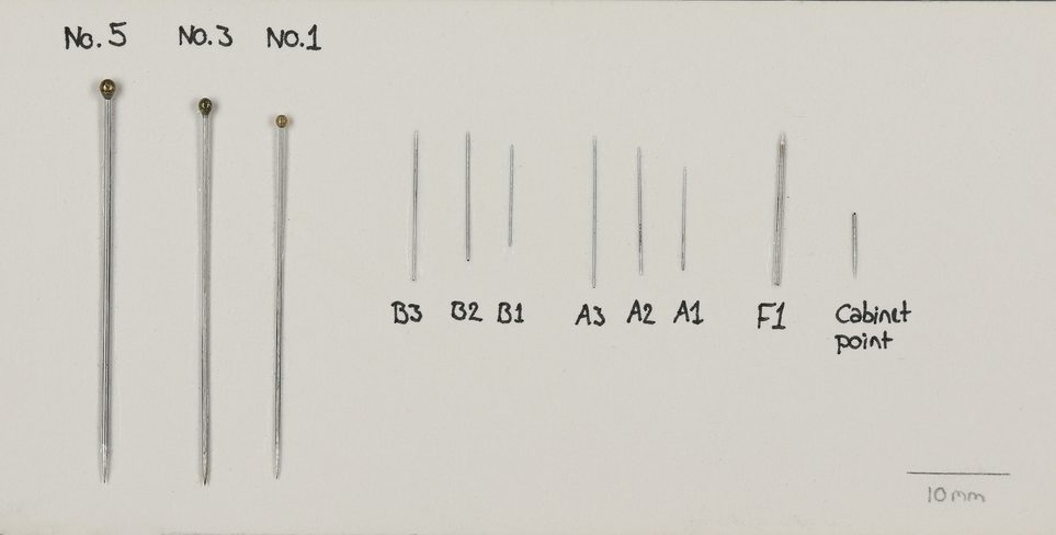 A series of pins of varying sizes used to pin entomological specimens